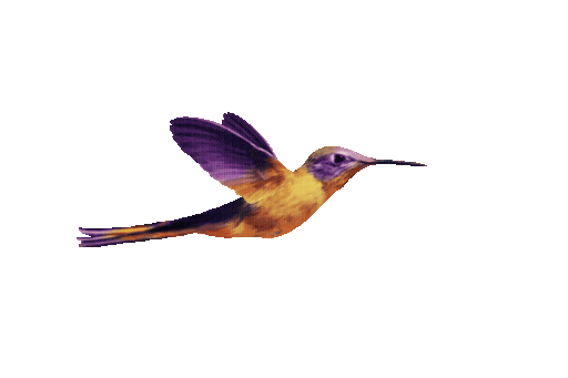 Flying bird